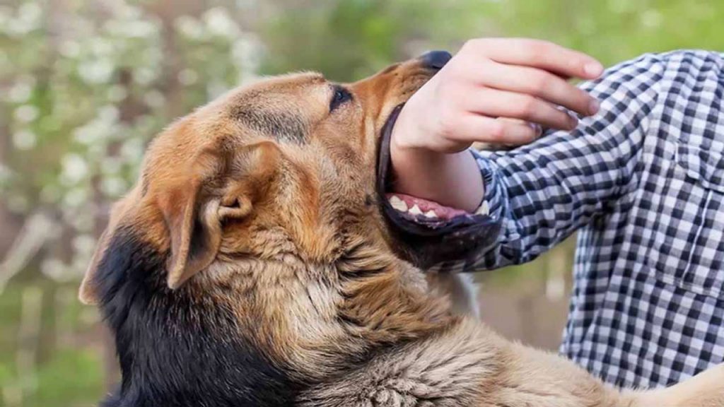 Mơ thấy chó cắn tay hay chân và rượt đuổi nên đánh con gì chuẩn