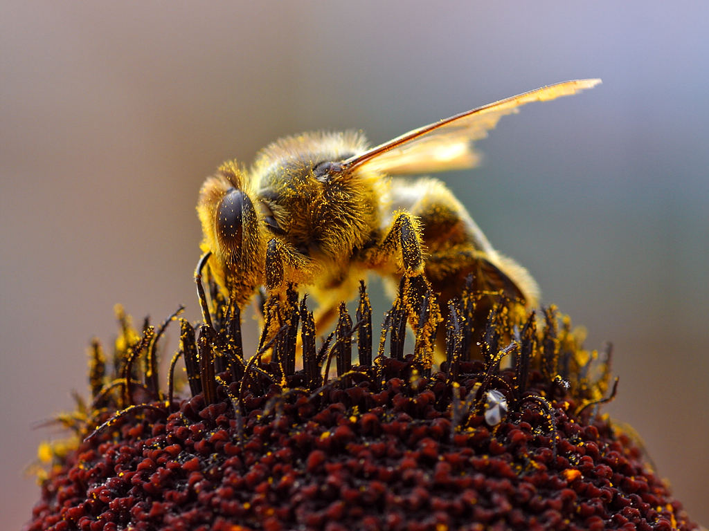 Chiêm bao thấy ong đánh con gì và có ý nghĩa ra sao?