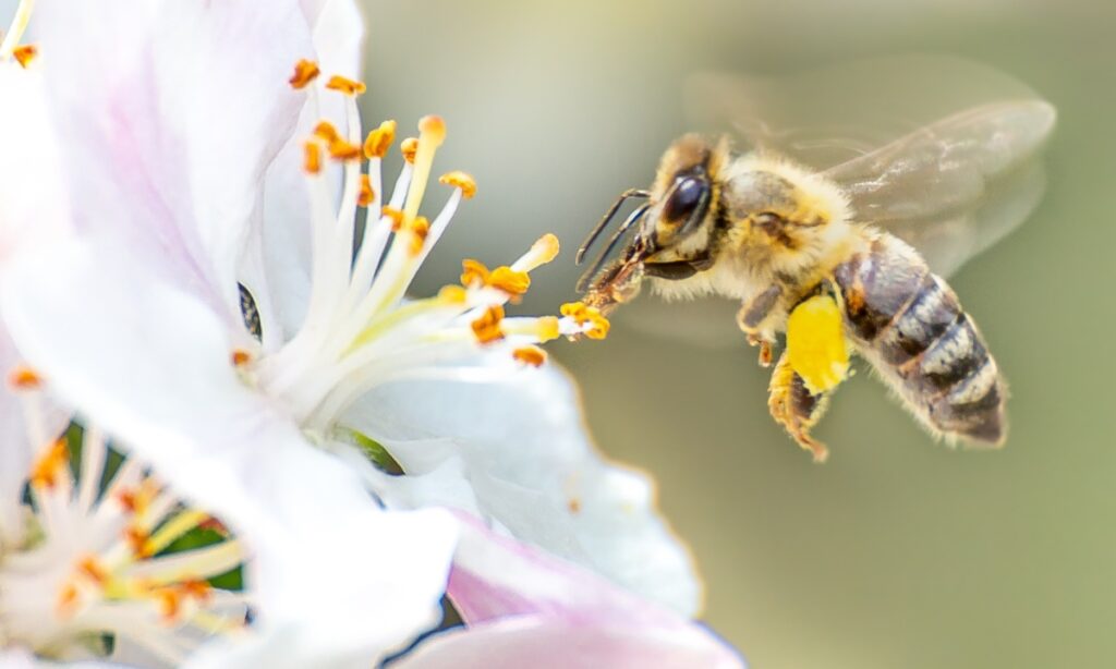 Nằm mơ thấy ong có ý nghĩa gì