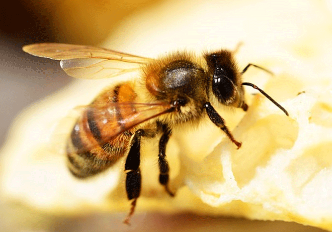 Mơ thấy ong nên đánh con số may mắn nào?